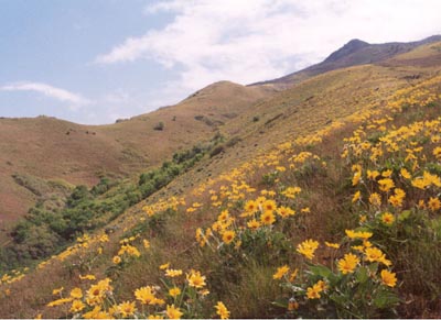 Wildflowers along west ridge of Grandeur Peak