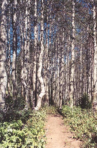 Aspen grove along Great Western Trail